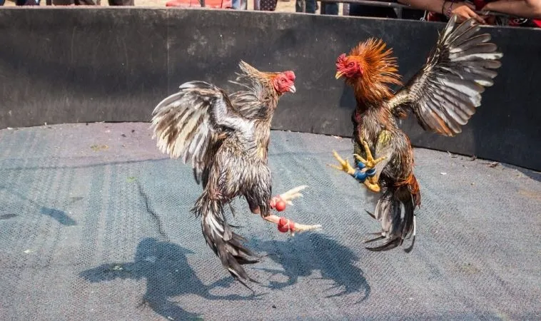 Sảnh Đá Gà WS168 tại SA88 quy tụ nhiều chiến kê dũng mãnh