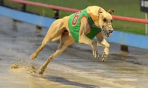 Đua Chó tại SA88