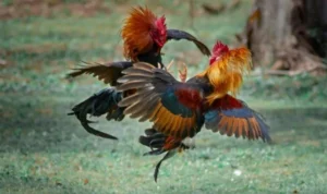 Đá Gà WS168 tại SA88